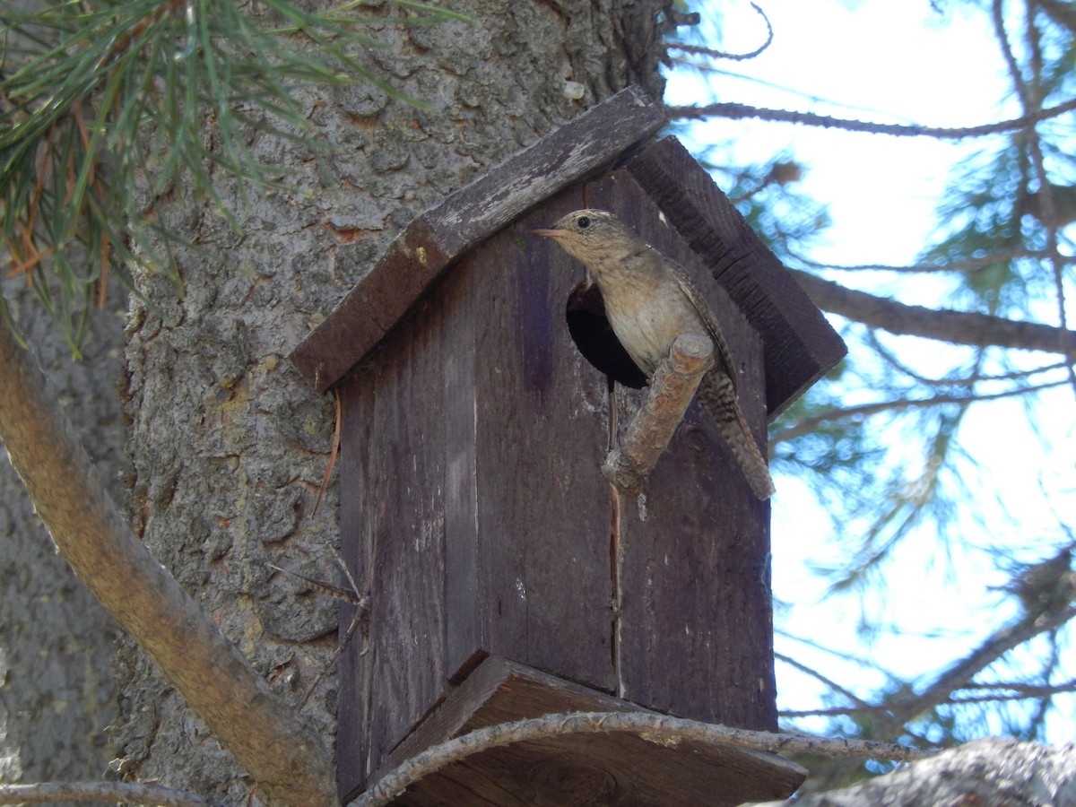 House Wren - ML356437141