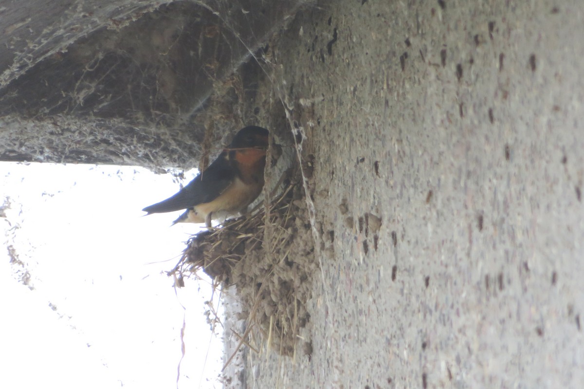 Barn Swallow - Judy  Cagle