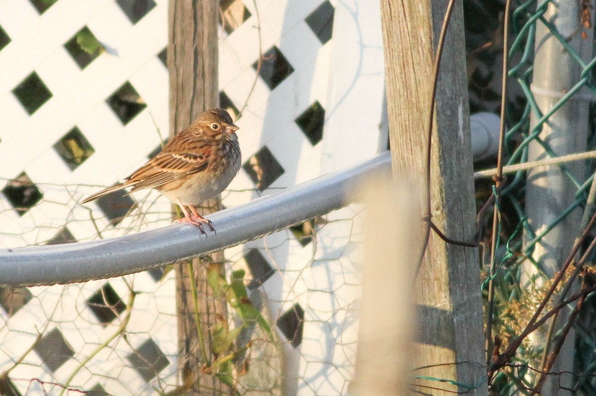 Vesper Sparrow - Doug Gochfeld