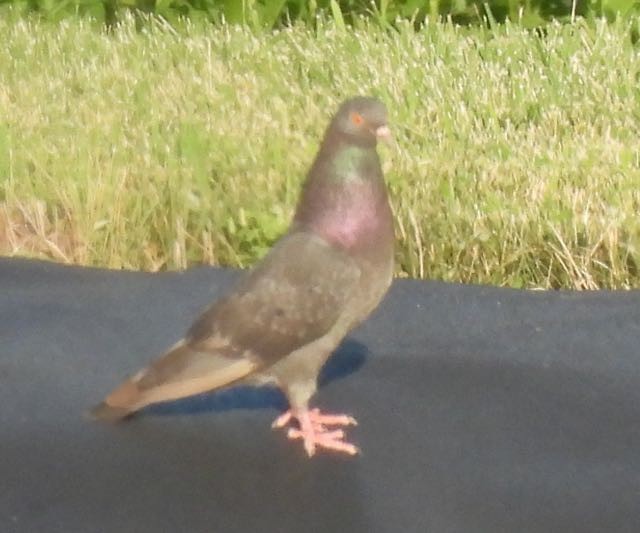 Rock Pigeon (Feral Pigeon) - ML356439821