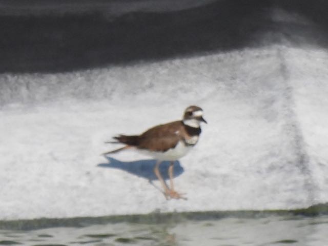 Killdeer - ML356439951