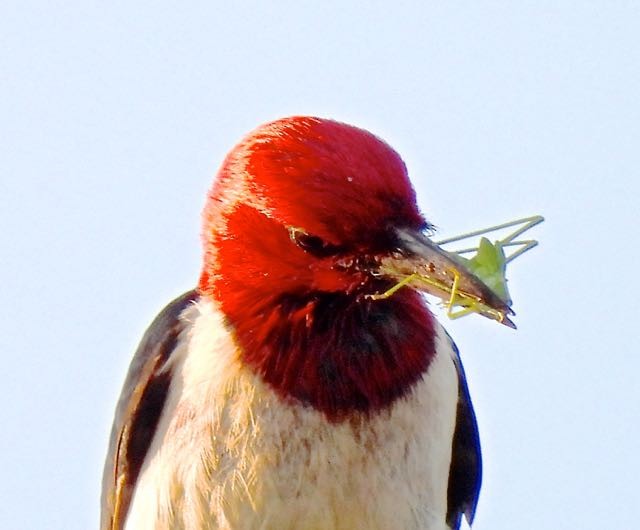 Red-headed Woodpecker - ML356439961