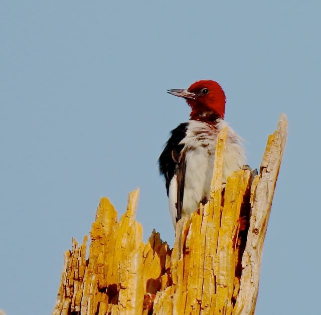 Red-headed Woodpecker - ML356439971