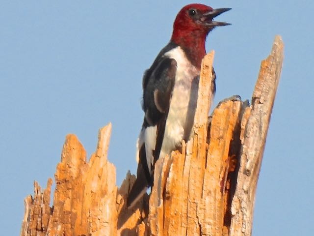 Red-headed Woodpecker - ML356439981