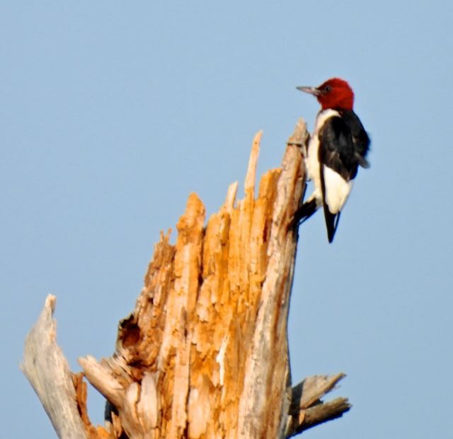 Red-headed Woodpecker - ML356439991