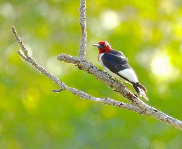 Red-headed Woodpecker - ML356440001