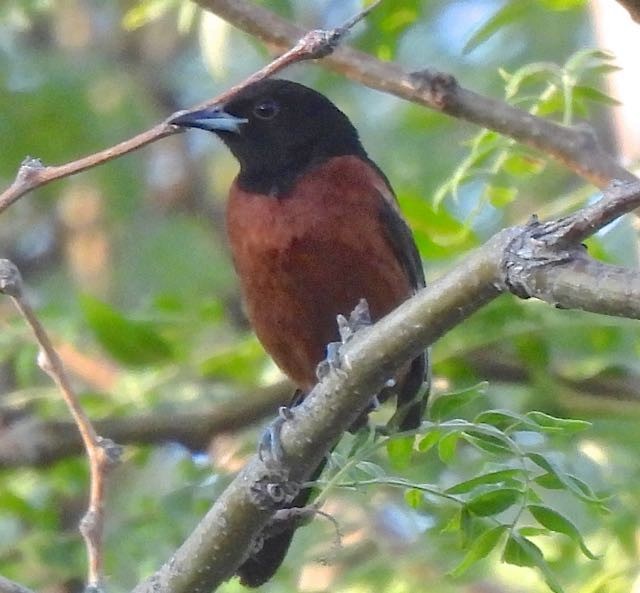 Orchard Oriole - ML356440201