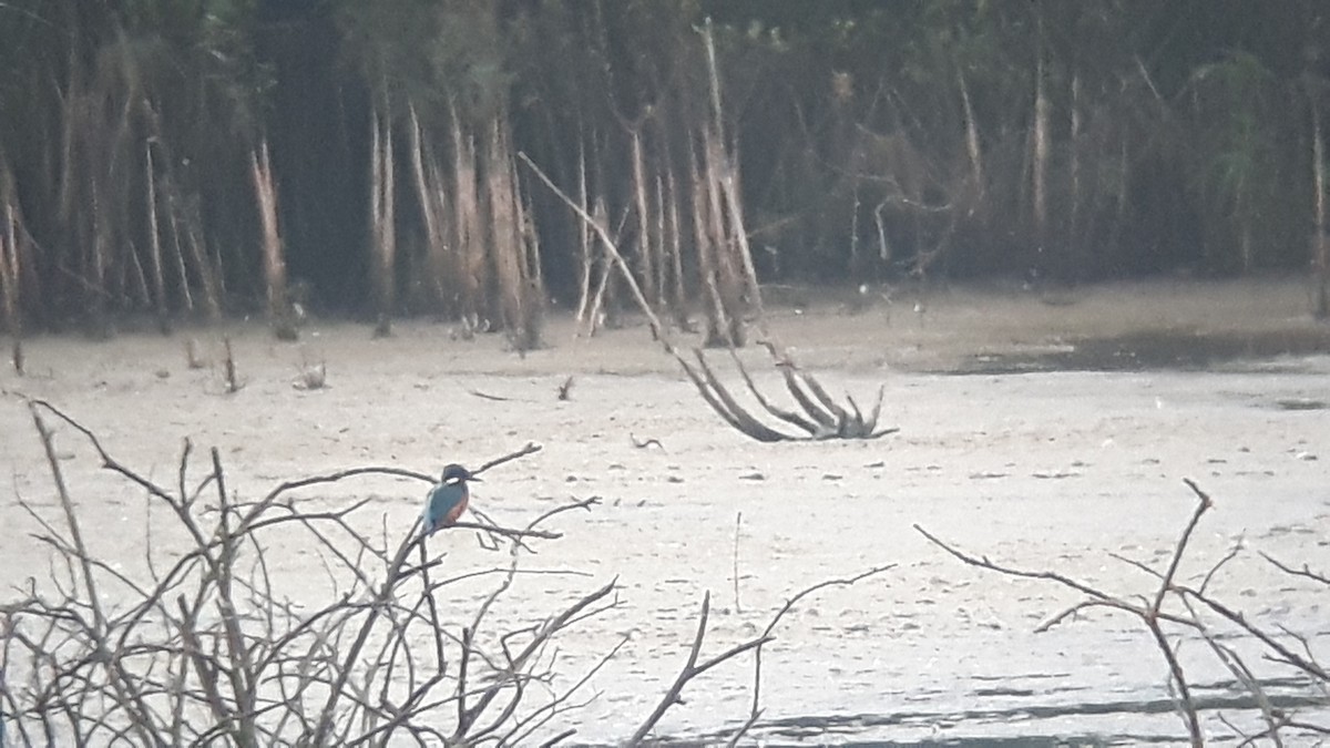 Common Kingfisher - Pete Antrobus