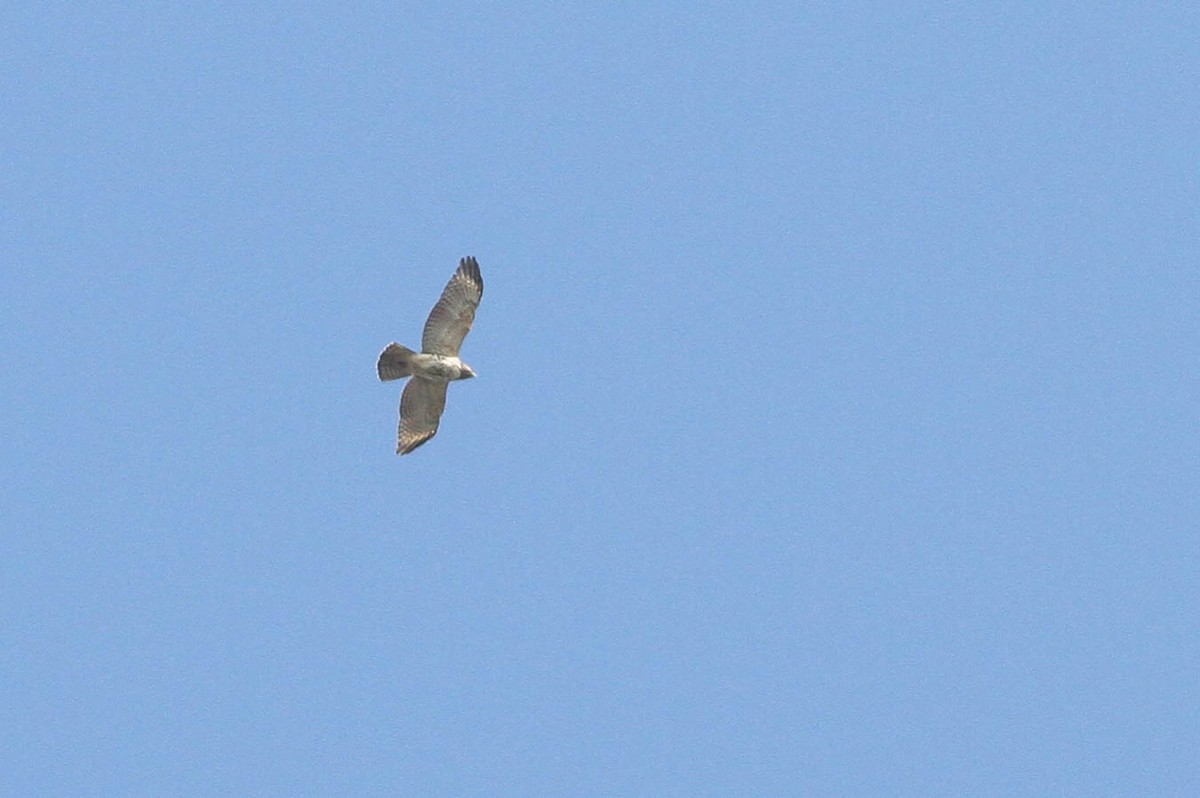 Red-shouldered Hawk - ML356441231