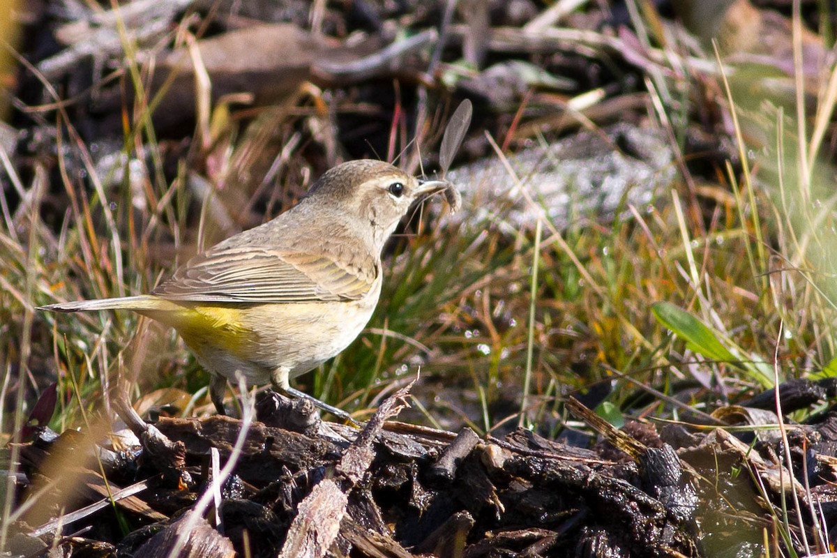 ヤシアメリカムシクイ（palmarum） - ML356441301