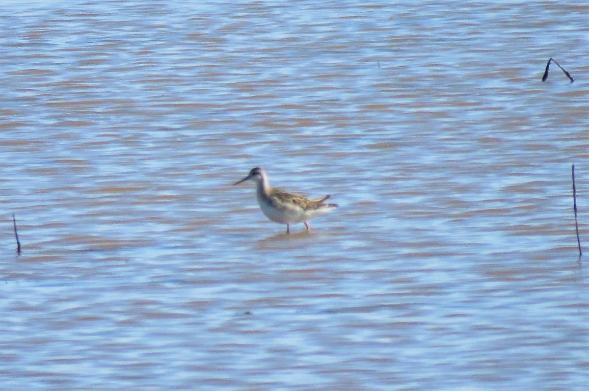 Falaropo Tricolor - ML356442431