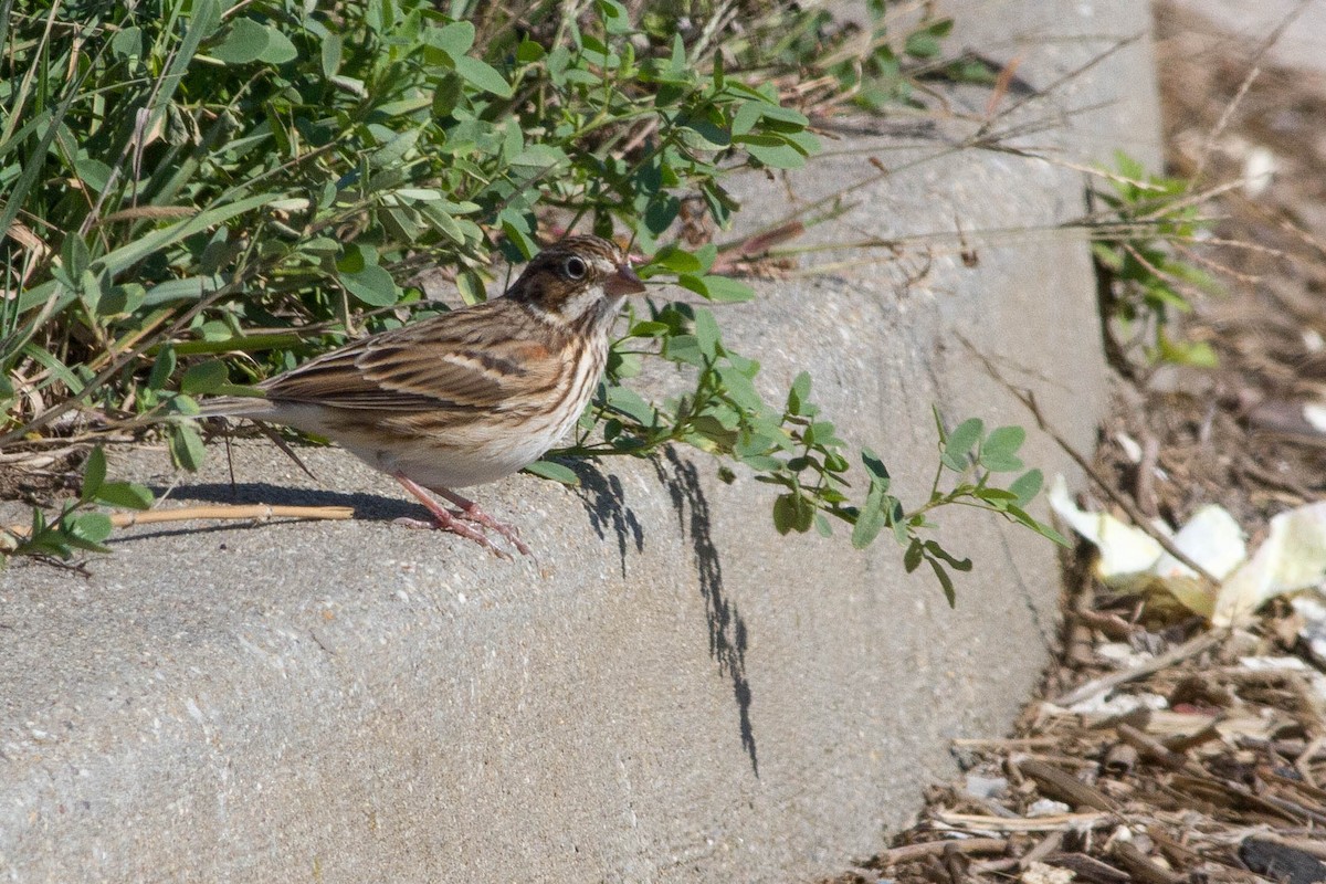 Vesper Sparrow - ML356444681