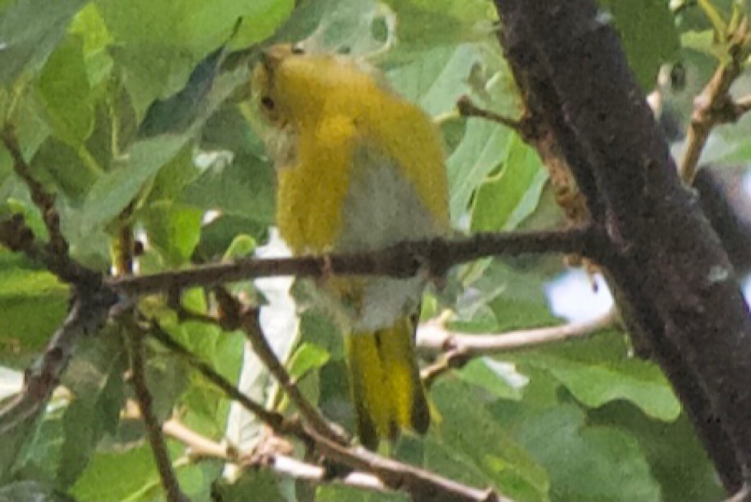 Yellow Warbler (Northern) - ML356444941