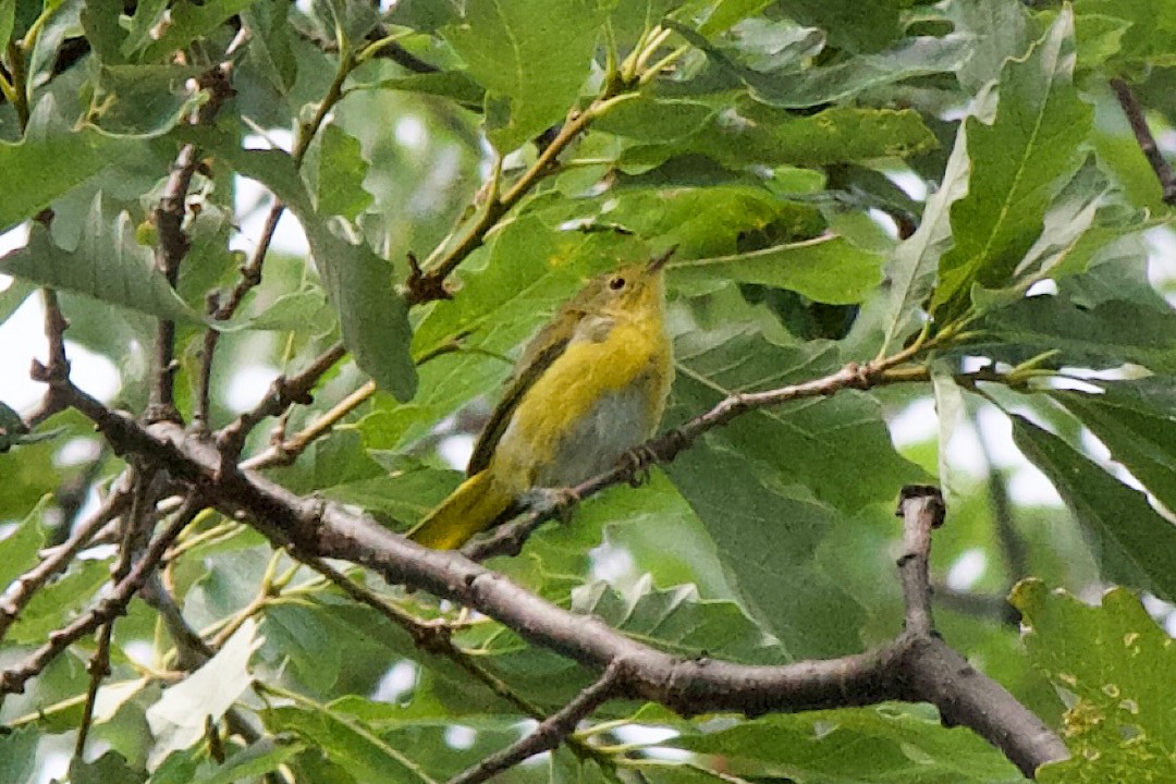 Yellow Warbler (Northern) - ML356444951