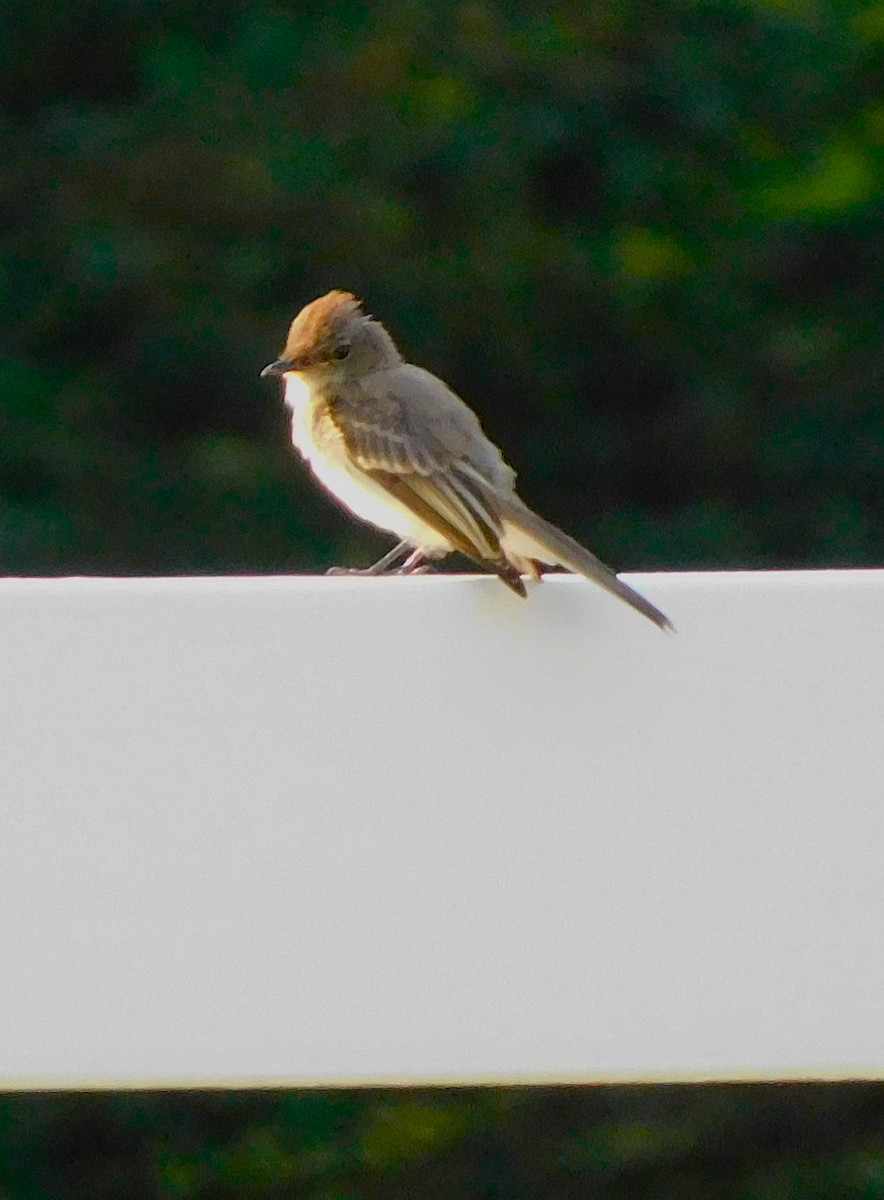 new world flycatcher sp. - Lee Gray