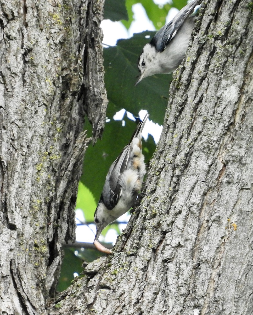 White-breasted Nuthatch - ML356446021