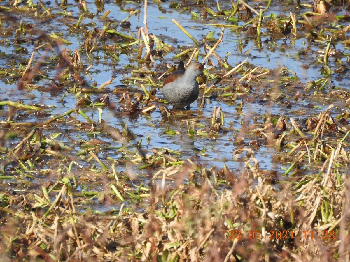 Plumbeous Rail - Carlos Galvan