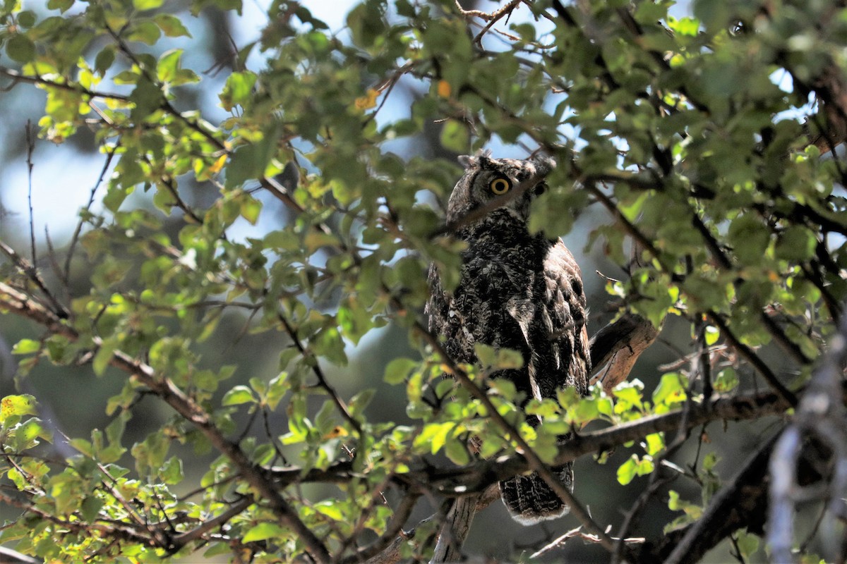 Great Horned Owl - ML356446201