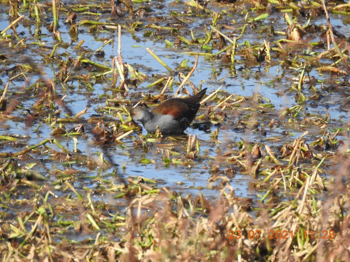 Plumbeous Rail - Carlos Galvan