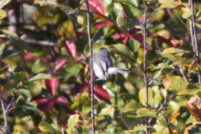 Blue-gray Gnatcatcher - ML356446911