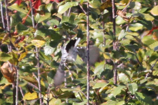 Blue-gray Gnatcatcher - ML356446921