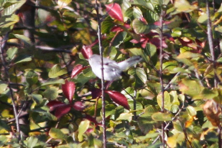 Blue-gray Gnatcatcher - ML356446931