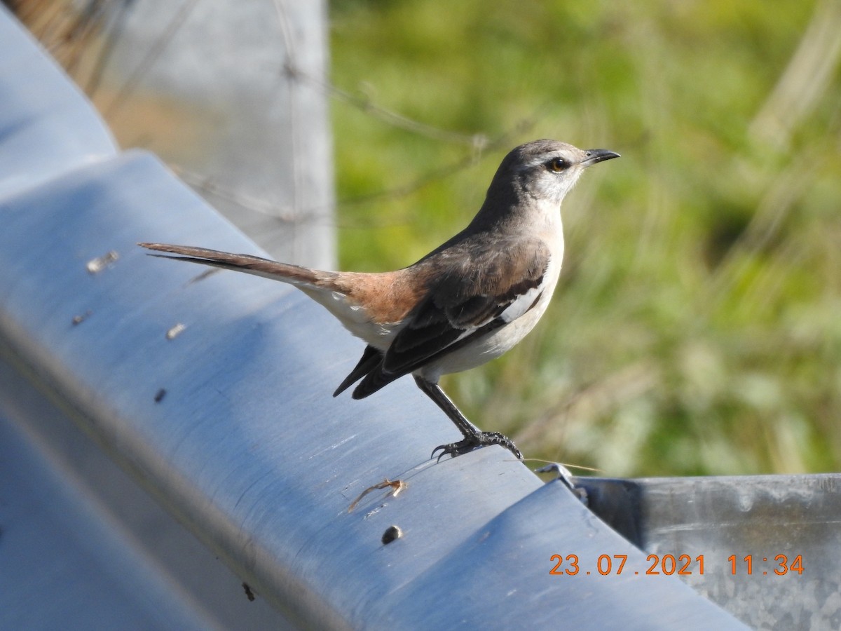 White-banded Mockingbird - Carlos Galvan