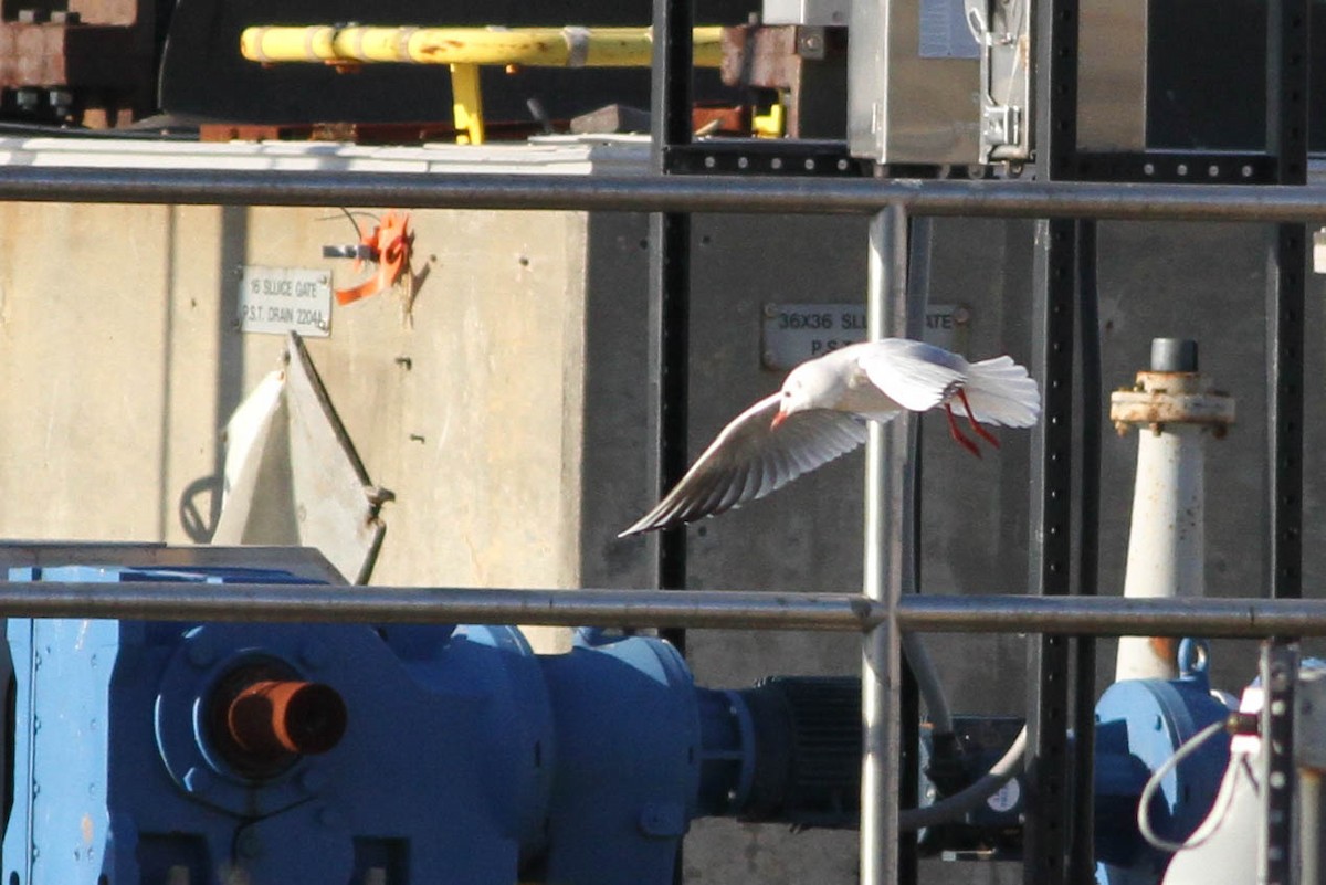 Mouette rieuse - ML356448511