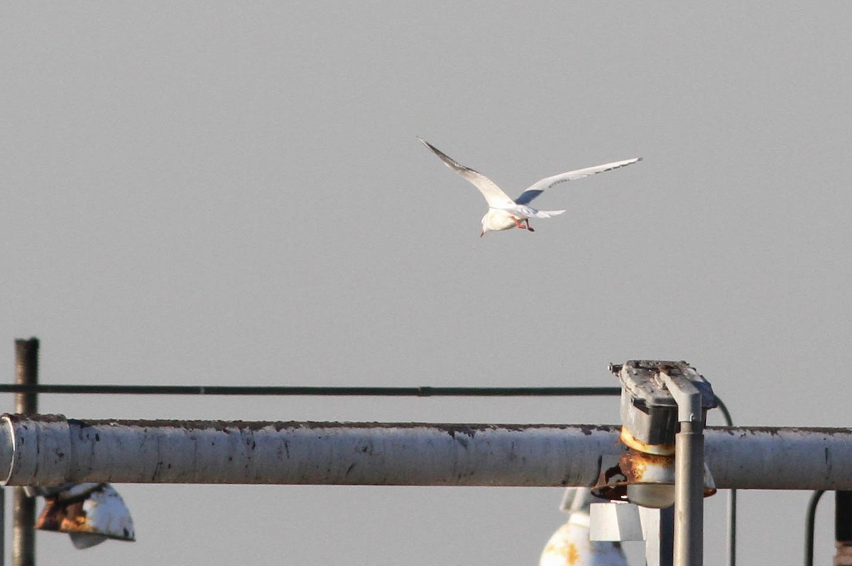 Mouette rieuse - ML356448541
