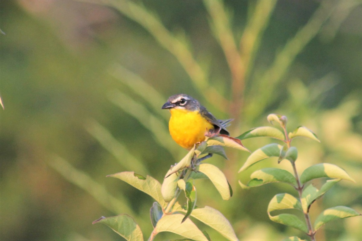 Yellow-breasted Chat - ML356448721