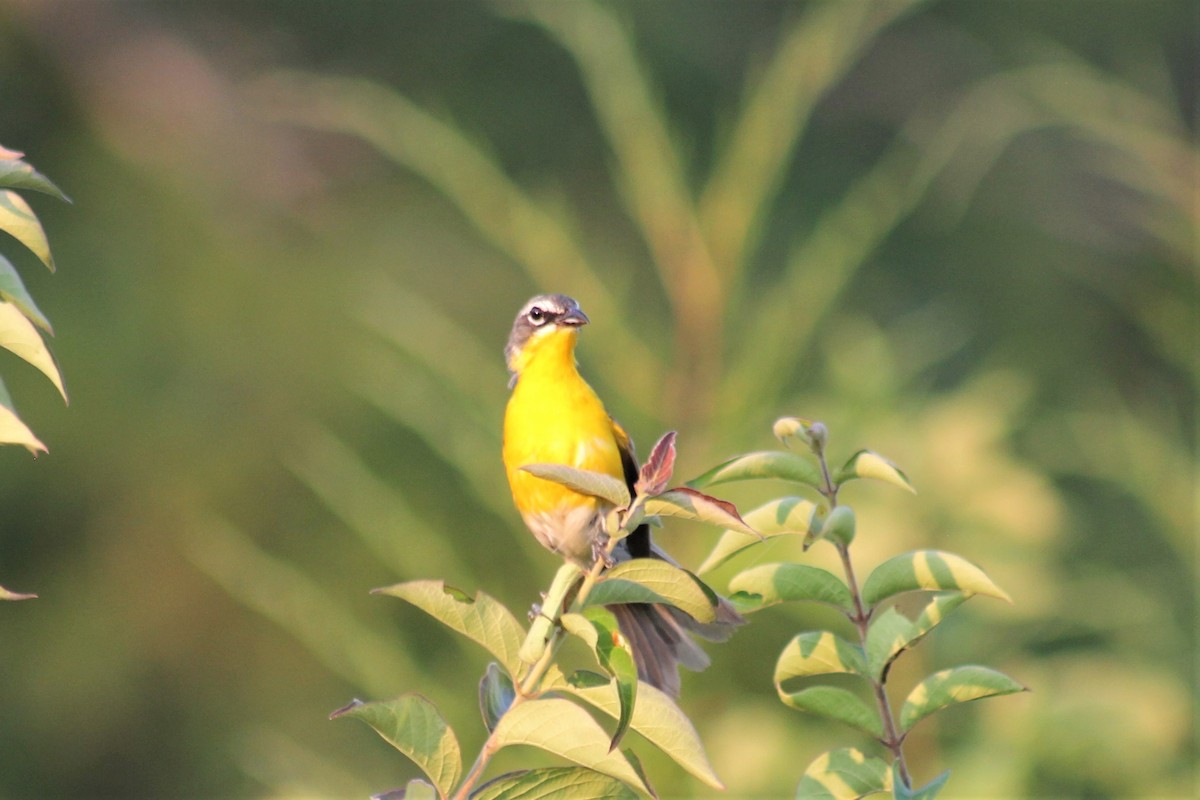 Yellow-breasted Chat - ML356448731