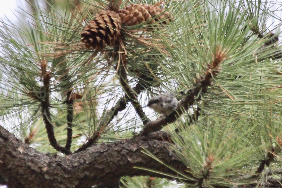 Pygmy Nuthatch - ML356449031