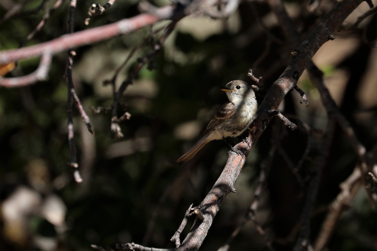 Gray Flycatcher - ML356449231