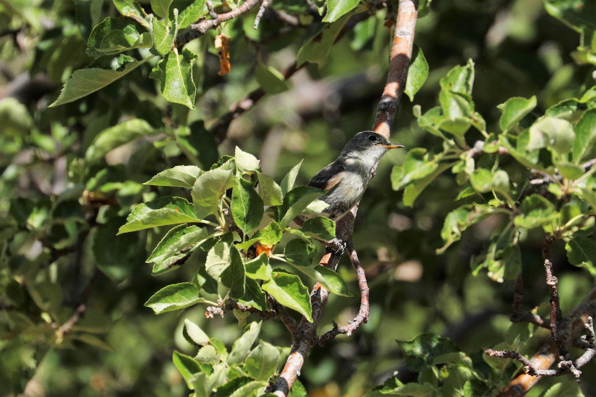 Gray Flycatcher - ML356449241