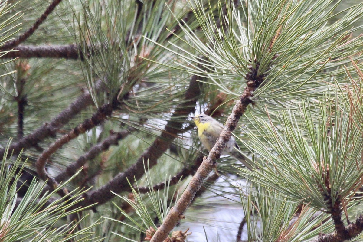 Grace's Warbler - ML356449281