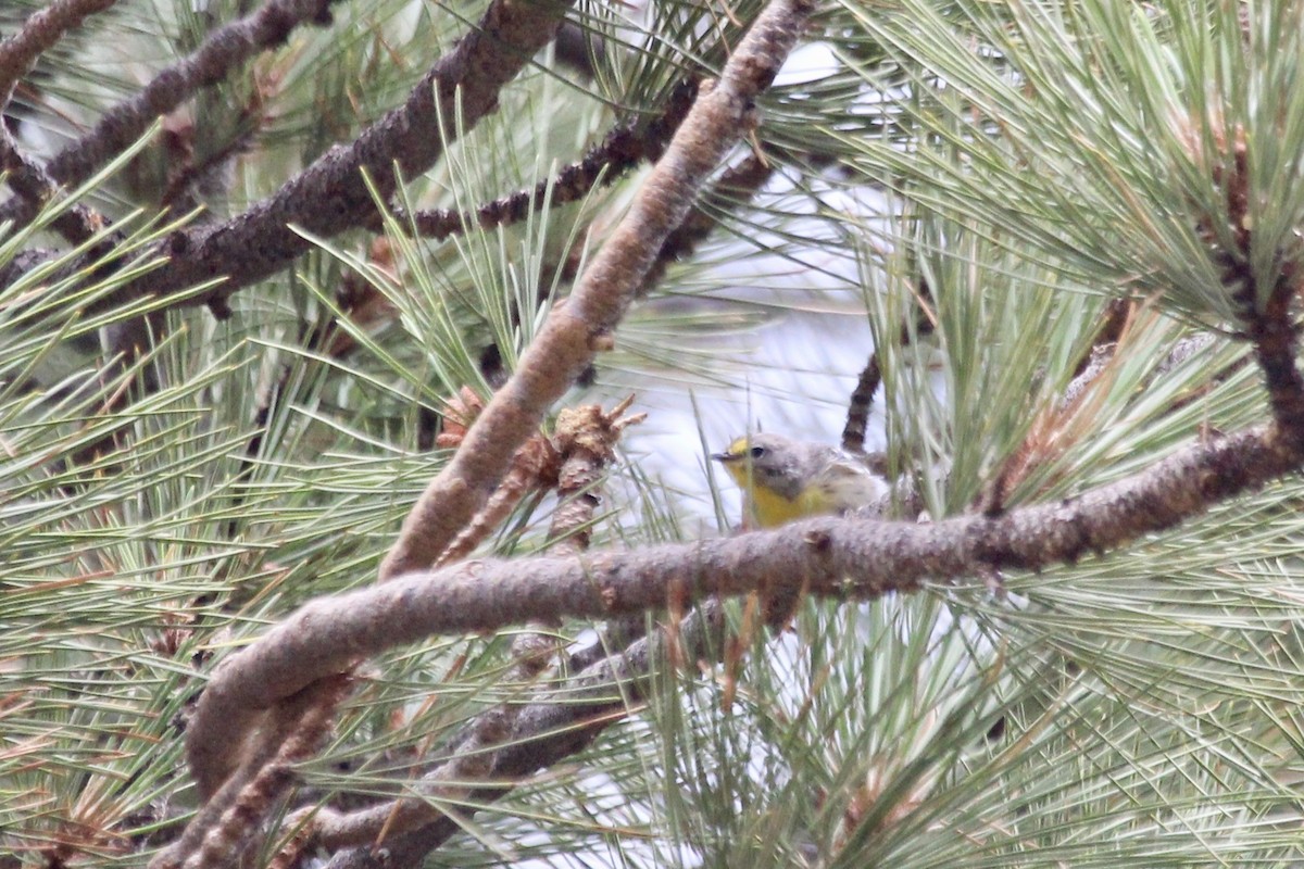 Grace's Warbler - ML356449291