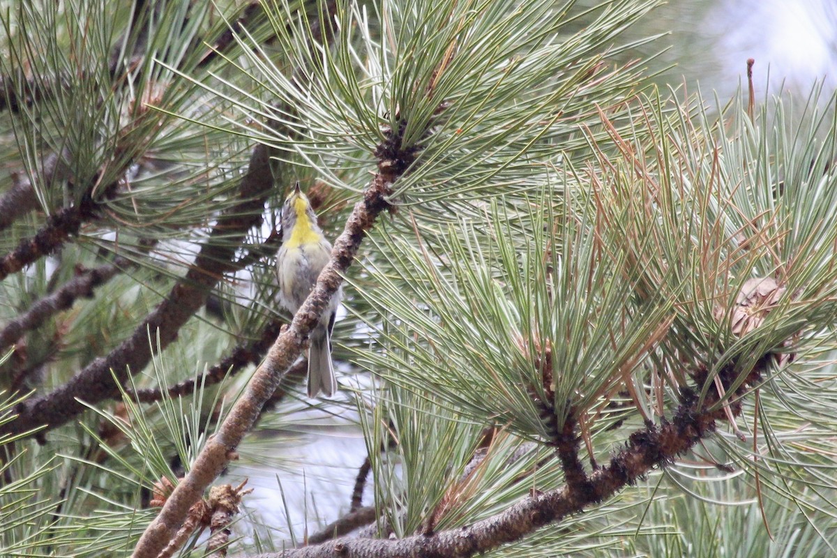Grace's Warbler - ML356449311