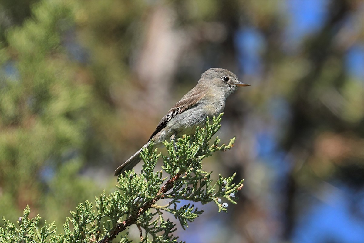 Gray Flycatcher - ML356449791