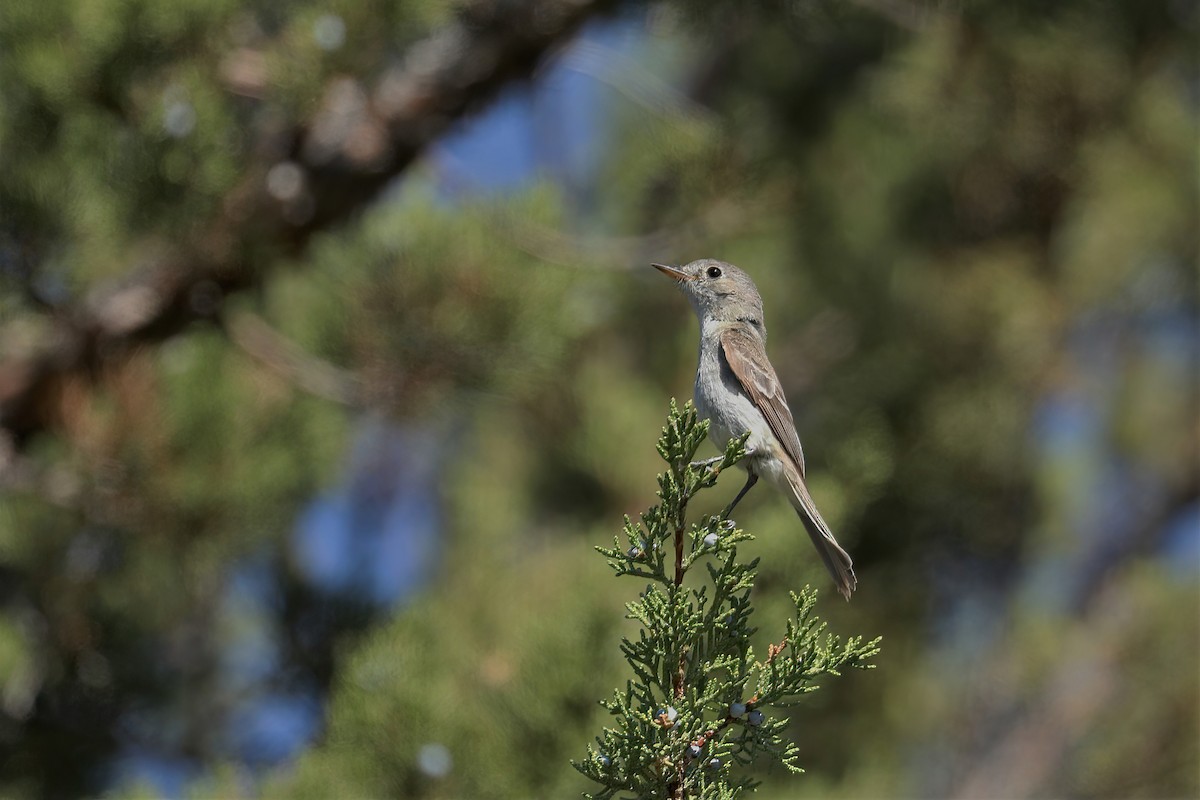 Gray Flycatcher - ML356450201