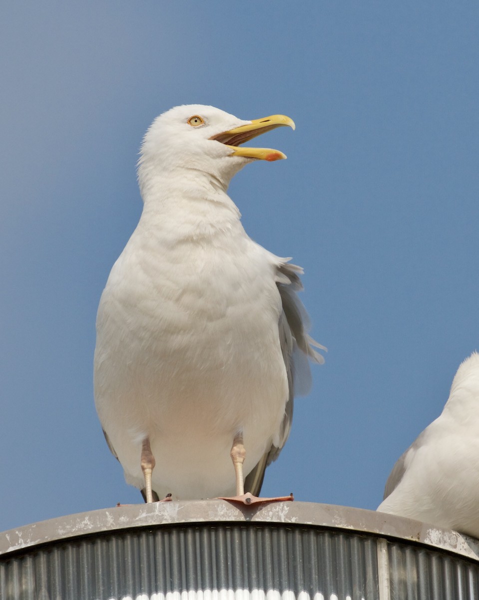 Herring Gull - Jack & Holly Bartholmai