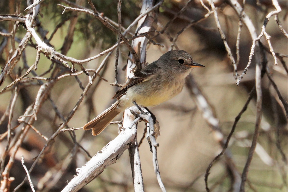 Gray Flycatcher - ML356451051