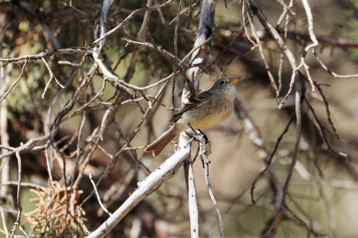 Gray Flycatcher - ML356451071