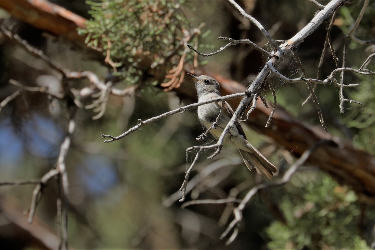 Gray Flycatcher - ML356451081