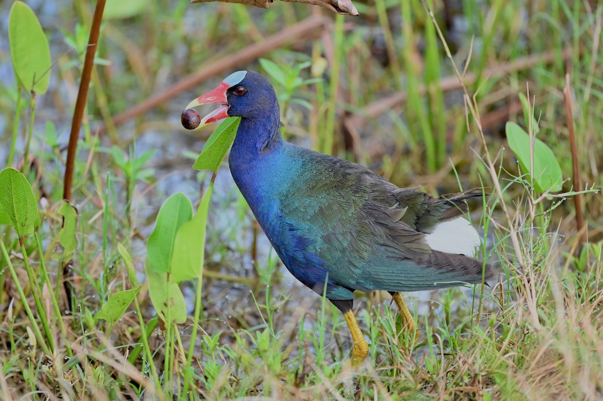 Purple Gallinule - Bill Schneider