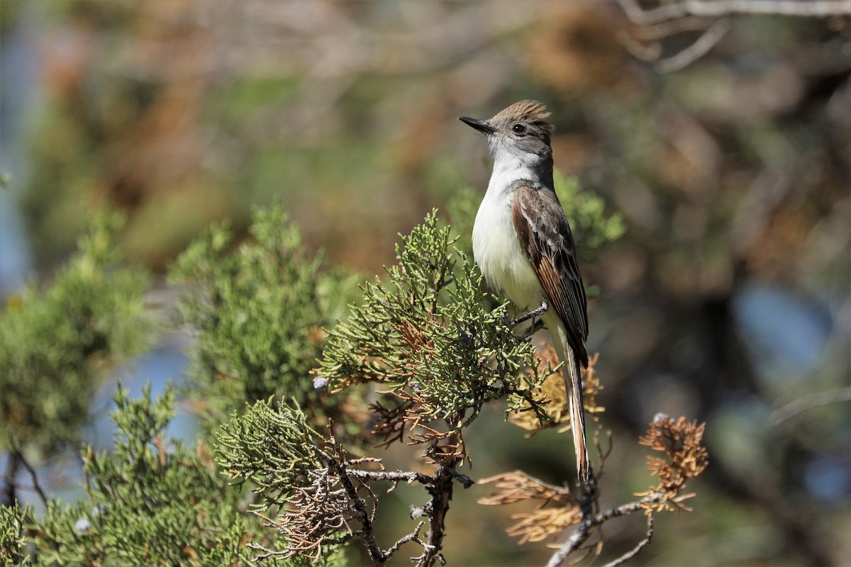 Ash-throated Flycatcher - ML356452301