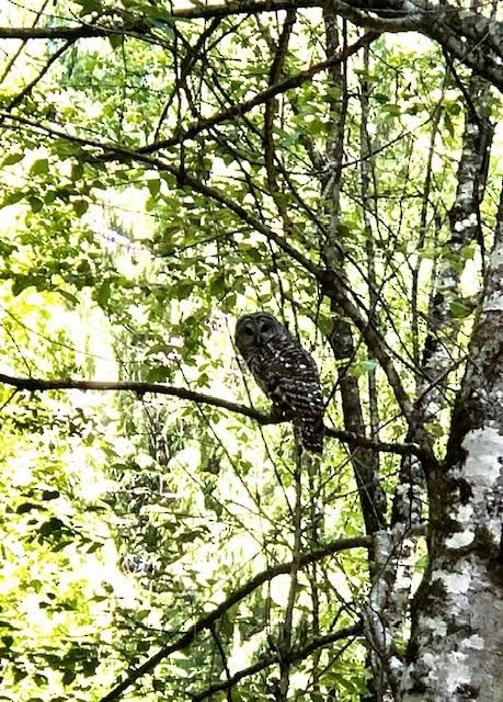 Barred Owl - ML356453141