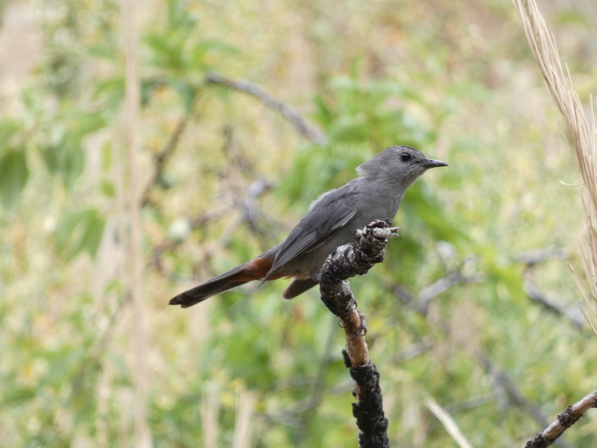 Gray Catbird - ML356455761