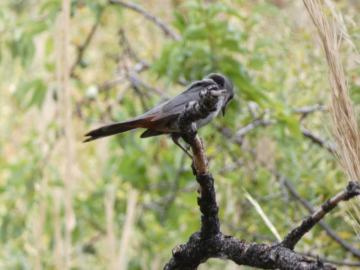 Gray Catbird - ML356455781