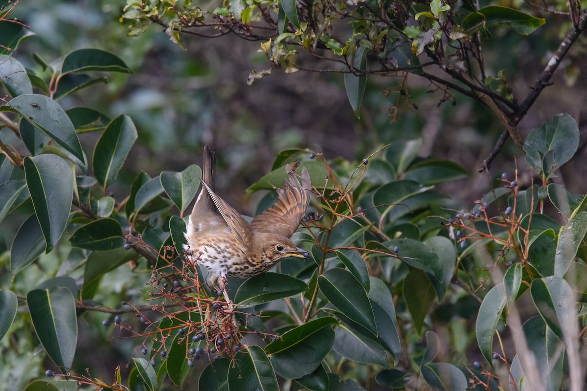 Song Thrush - Alex Ignatov