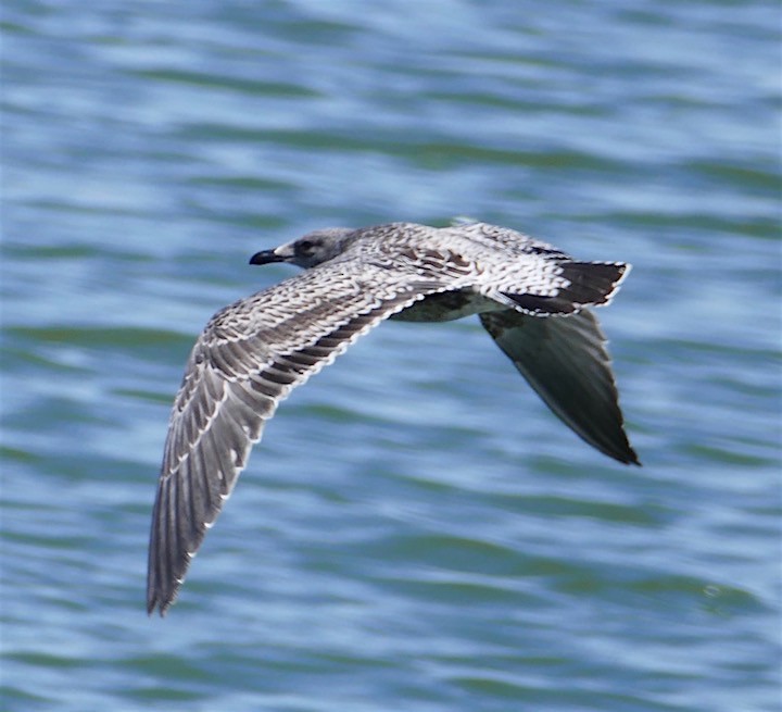 Gaviota Californiana - ML356456361